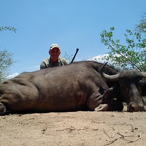 Cape Buffalo Cow South Africa Hunt