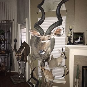 Cluster Mount Taxidermy
