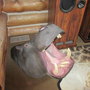 Hippo Shoulder Mount Taxidermy