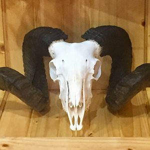 Arapawa Sheep European Skull Mount Taxidermy
