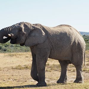 South Africa Elephant