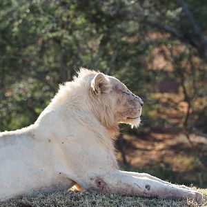 White Lion South Africa