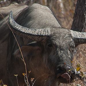 Water Buffalo Northern Territory Australia