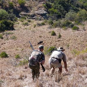 Stalking Blue Wildebeest during Hunt