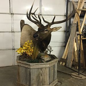 Elk Pedestal Taxidermy