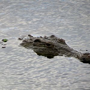 Crocodile South Africa Sightseeing Kruger National Park