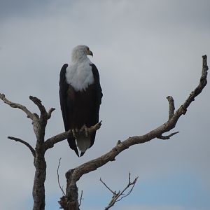 South Africa Fish Eagle Sightseeing Kruger National Park