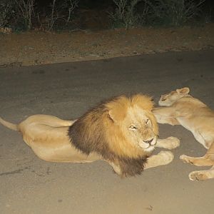 Lions Kruger National Park South Africa Sightseeing