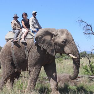 Elephant Interaction & Riding South Africa