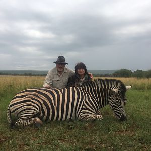 South Africa Burchell's Plain Zebra Hunting