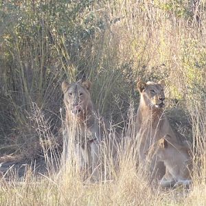 Zimbabwe Sightseeing Lions