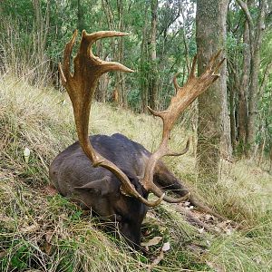 Hunting Fallow Deer