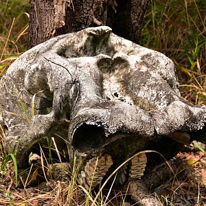Elephant skull Mozambique