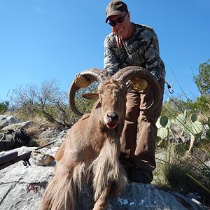 Aoudad Sheep Hunt