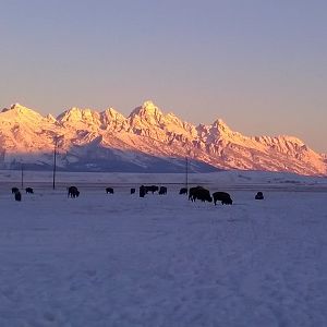 Bison Hunting In the Elk National Refuge Near Yellowstone