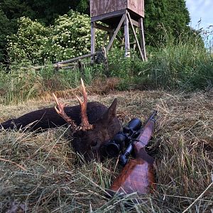 Hunting Black Roe Buck Germany