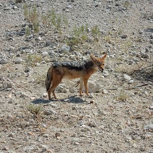 Black-backed Jackal