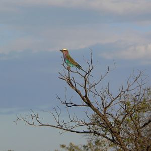 Lilac Breasted Roller