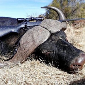 South Africa 40" Inch Cape Buffalo Hunt