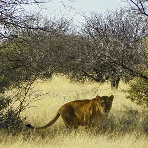 Lioness Hunting