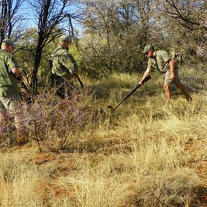 Lioness Hunting