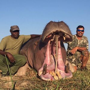 Matetsi Area Zimbabwe Hippo Hunt