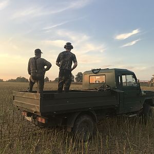 Roe Buck Hunting Poland