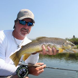 Brown Trout Fishing Montana