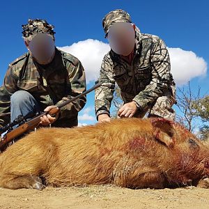 South Africa Boar Hunt