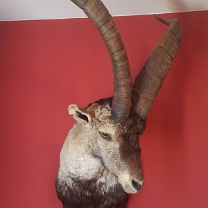 Beceite Ibex Shoulder Mount Taxidermy