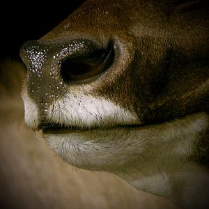 Gemsbok & Kudu Double Pedestal Taxidermy