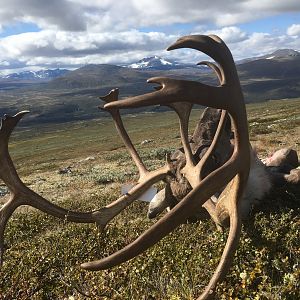 Hunting Norway Reindeer