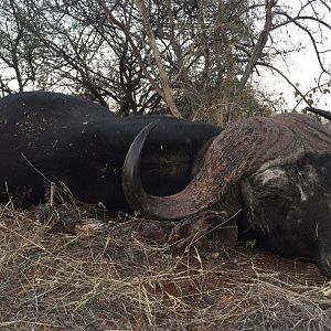 Hunting Buffalo South Africa