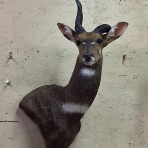 Unusual Bushbuck Shoulder Mount Taxidermy