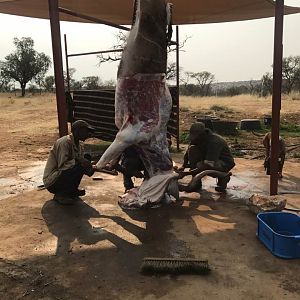 Skinning a Kudu