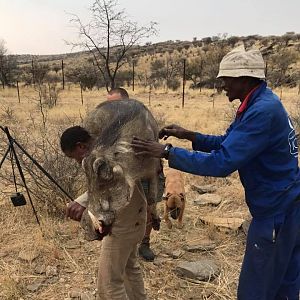 Namibia  Warthog Hunt