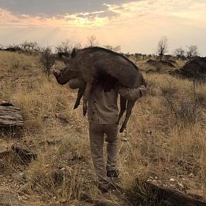 Namibia  Warthog Hunt