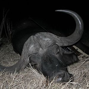 South Africa Buffalo Hunting