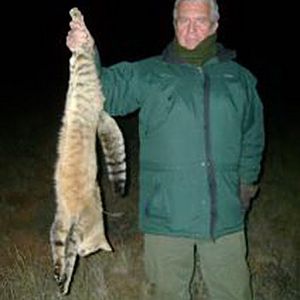 African Wildcat South Africa Hunt