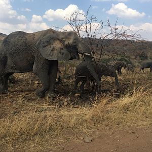 Pilansberg  Elephants South Africa