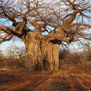 Boabab Tree South Africa