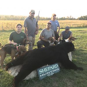 Bear Hunt in Maine