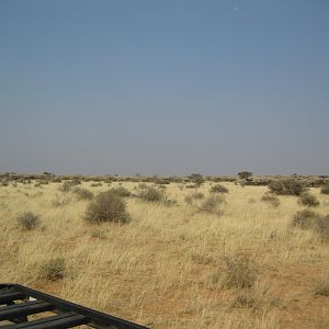 An oryx in the hand is worth three in the bush