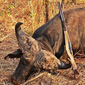 Cape Buffalo Hunt in Zambia
