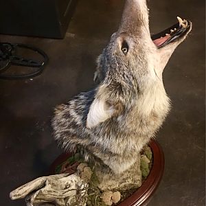 Coyote Mount Taxidermy
