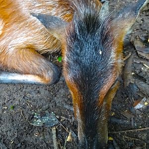 Black Fronted Duiker Hunting in Congo