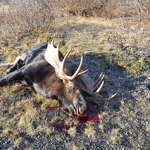 Moose Hunt in Northern British Columbia, Canada