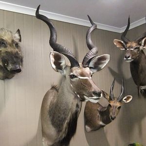 Bushpig, Kudu, Bushbuck & Nyala Shoulder Mount Taxidermy