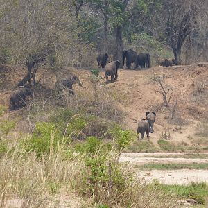 Elephants in Zimbabwe