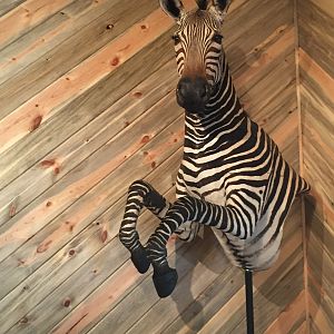 Burchell's Plain Zebra Mount Taxidermy